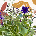 Cineraria - Senetti 'Deep Blue' Suntory Collection - British Grown - Sprouts of Bristol