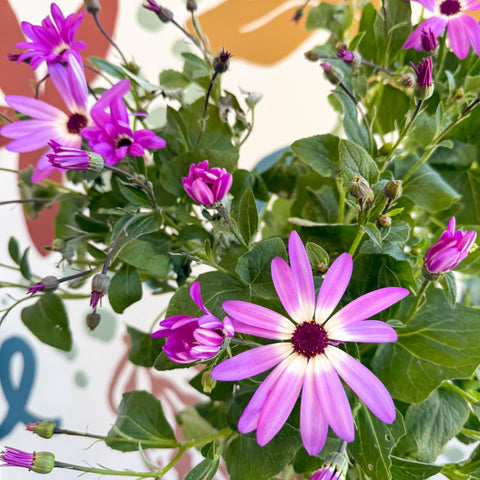 Cineraria - Senetti 'Pink Bicolour' Suntory Collection - British Grown - Sprouts of Bristol