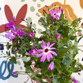 Cineraria - Senetti 'Pink Bicolour' Suntory Collection - British Grown - Sprouts of Bristol
