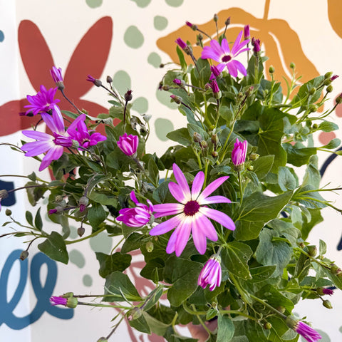 Cineraria - Senetti 'Pink Bicolour' Suntory Collection - British Grown - Sprouts of Bristol