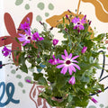 Cineraria - Senetti 'Pink Bicolour' Suntory Collection - British Grown - Sprouts of Bristol