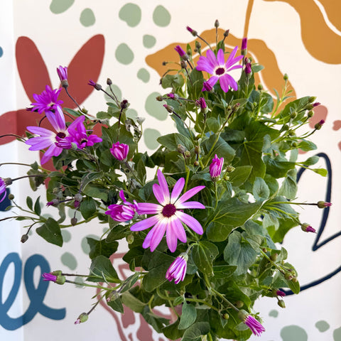 Cineraria - Senetti 'Pink Bicolour' Suntory Collection - British Grown - Sprouts of Bristol