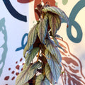 Cissus discolor 'Violet' - Climbing Rex Begonia Vine - Sprouts of Bristol