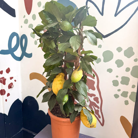 Citrus × limon – Lemon Tree - Sprouts of Bristol