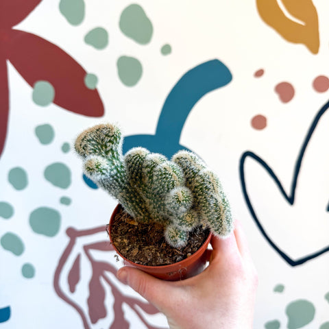 Cleistocactus strausii f. cristata - Crested Silver Torch Cactus - Sprouts of Bristol