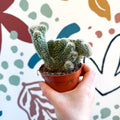 Cleistocactus strausii f. cristata - Crested Silver Torch Cactus - Sprouts of Bristol