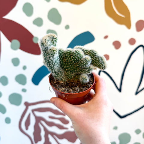 Cleistocactus strausii f. cristata - Crested Silver Torch Cactus - Sprouts of Bristol