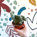 Cleistocactus strausii f. cristata - Crested Silver Torch Cactus - Sprouts of Bristol