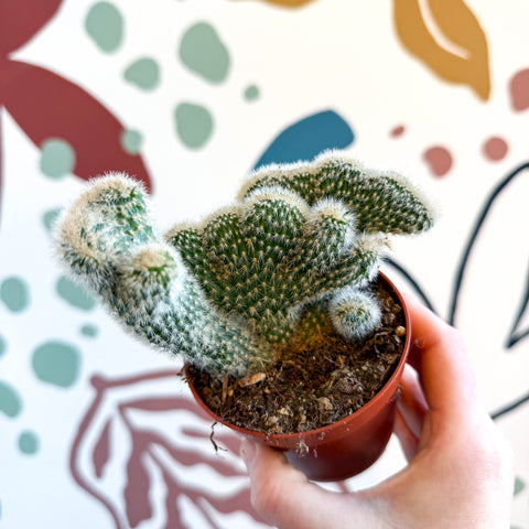 Cleistocactus strausii f. cristata - Crested Silver Torch Cactus - Sprouts of Bristol