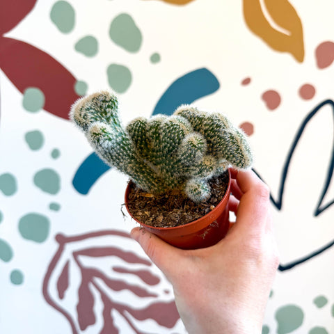 Cleistocactus strausii f. cristata - Crested Silver Torch Cactus - Sprouts of Bristol