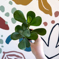 Clusia rosea - Autograph Tree - Sprouts of Bristol