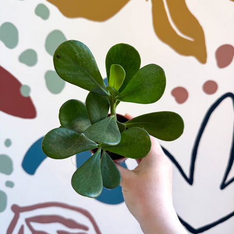 Clusia rosea - Autograph Tree - Sprouts of Bristol
