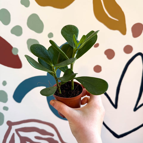 Clusia rosea - Autograph Tree - Sprouts of Bristol