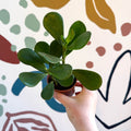 Clusia rosea - Autograph Tree - Sprouts of Bristol