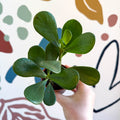 Clusia rosea - Autograph Tree - Sprouts of Bristol