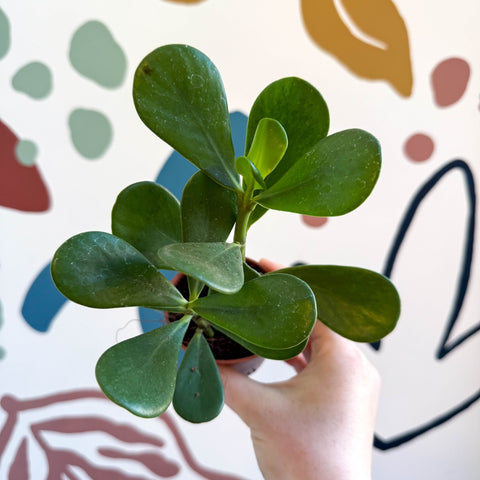 Clusia rosea - Autograph Tree - Sprouts of Bristol