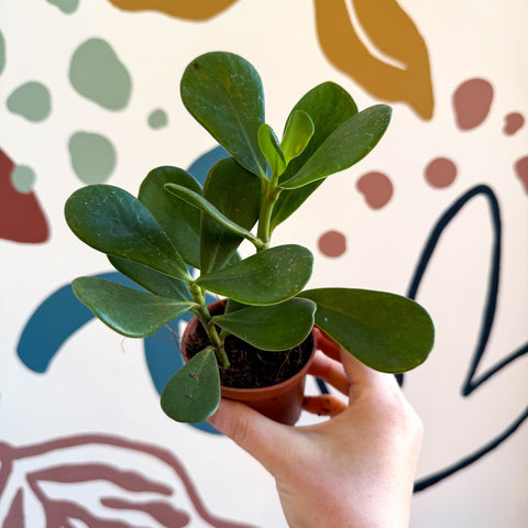 Clusia rosea - Autograph Tree - Sprouts of Bristol