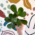 Clusia rosea - Autograph Tree - Sprouts of Bristol