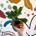 Clusia rosea - Autograph Tree - Sprouts of Bristol