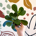 Clusia rosea - Autograph Tree - Sprouts of Bristol