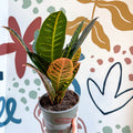 Codiaeum variegatum 'Petra' - Croton - Sprouts of Bristol