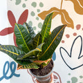 Codiaeum variegatum 'Petra' - Croton - Sprouts of Bristol