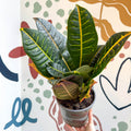 Codiaeum variegatum 'Petra' - Croton - Sprouts of Bristol