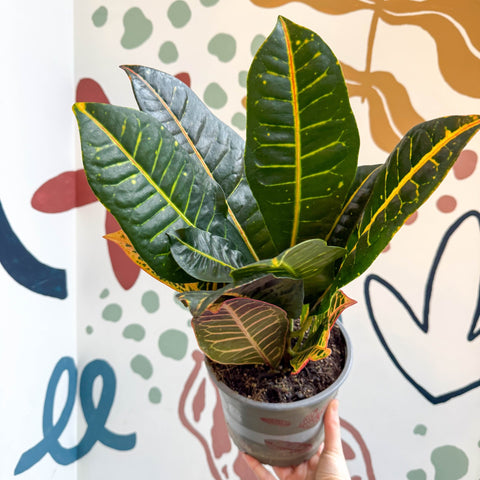 Codiaeum variegatum 'Petra' - Croton - Sprouts of Bristol
