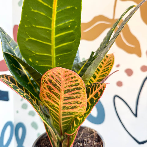 Codiaeum variegatum 'Petra' - Croton - Sprouts of Bristol