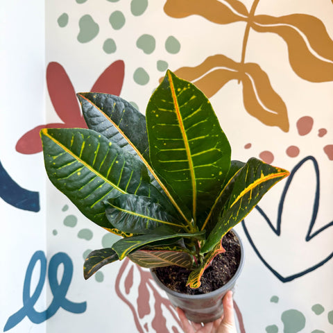Codiaeum variegatum 'Petra' - Croton - Sprouts of Bristol