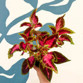 Coleus 'City of Liverpool' - Welsh Grown - Sprouts of Bristol