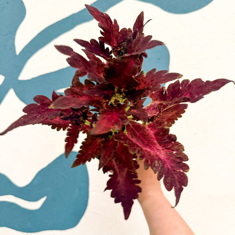 Coleus 'Firelight' - Welsh Grown - Sprouts of Bristol