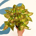 Coleus 'Glennis' - Welsh Grown - Sprouts of Bristol