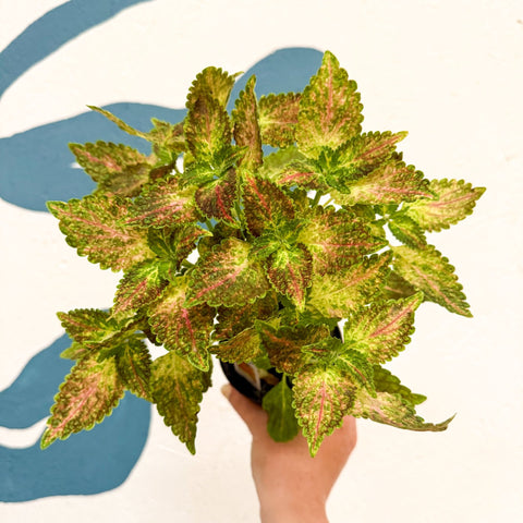 Coleus 'Glennis' - Welsh Grown - Sprouts of Bristol