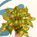 Coleus 'Glennis' - Welsh Grown - Sprouts of Bristol