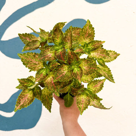 Coleus 'Glennis' - Welsh Grown - Sprouts of Bristol