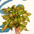 Coleus 'Glennis' - Welsh Grown - Sprouts of Bristol