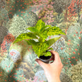 Coleus 'Ms River Walker' - Painted Nettle - Sprouts of Bristol