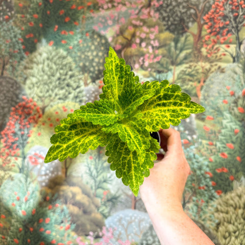 Coleus 'Ms River Walker' - Painted Nettle - Sprouts of Bristol