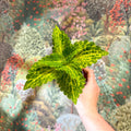 Coleus 'Ms River Walker' - Painted Nettle - Sprouts of Bristol