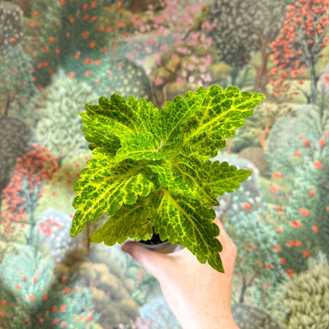 Coleus 'Ms River Walker' - Painted Nettle - Sprouts of Bristol