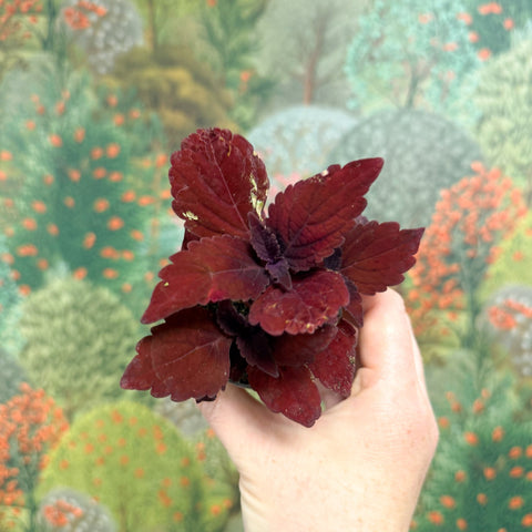 Coleus 'Ms Second Street' - Painted Nettle - Sprouts of Bristol