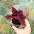 Coleus 'Ms Second Street' - Painted Nettle - Sprouts of Bristol