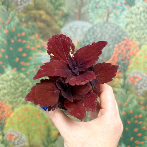 Coleus 'Ms Second Street' - Painted Nettle - Sprouts of Bristol