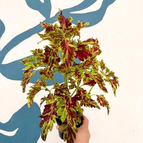 Coleus 'Muriel Pedley' - Welsh Grown - Sprouts of Bristol