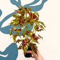 Coleus 'Muriel Pedley' - Welsh Grown - Sprouts of Bristol