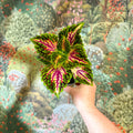Coleus 'Spacecake' - Painted Nettle - Sprouts of Bristol