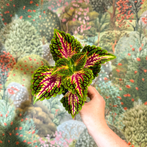 Coleus 'Spacecake' - Painted Nettle - Sprouts of Bristol