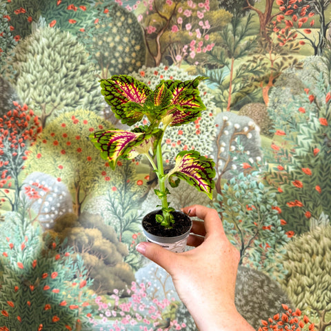 Coleus 'Spacecake' - Painted Nettle - Sprouts of Bristol