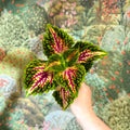 Coleus 'Spacecake' - Painted Nettle - Sprouts of Bristol